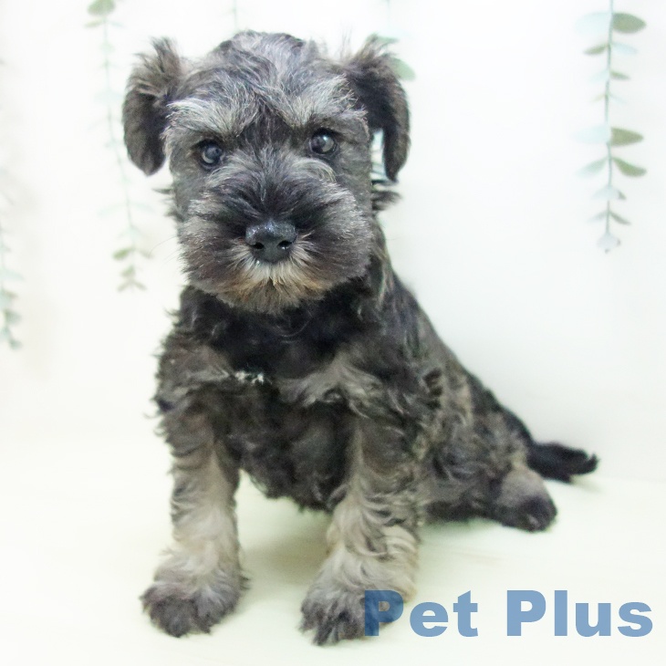 富山県のミニチュアシュナウザー (ペットプラス 高岡店/2026年1月2日生まれ/女の子/ソルトペッパー)の子犬の1枚目の画像