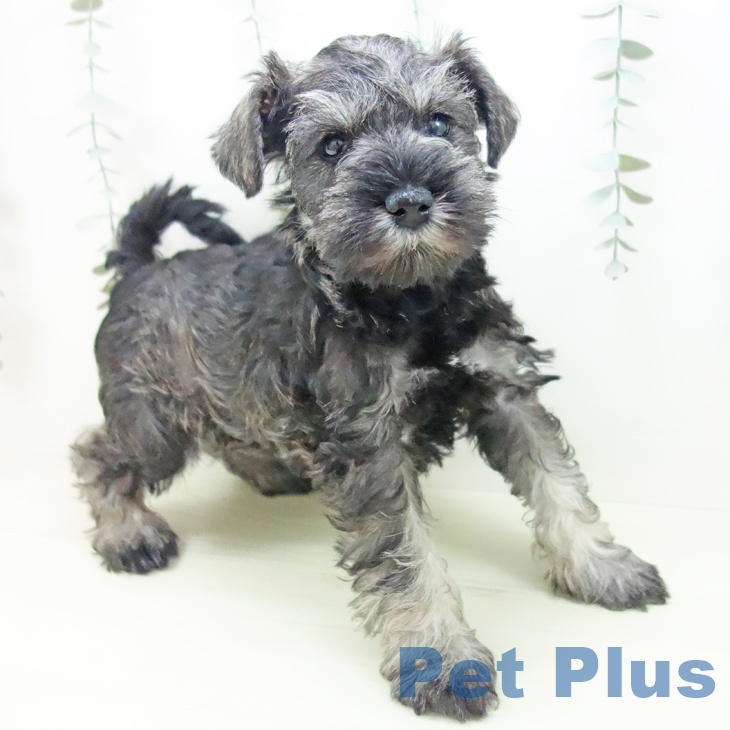 富山県のミニチュアシュナウザー (ペットプラス 高岡店/2026年1月2日生まれ/女の子/ソルトペッパー)の子犬の2枚目の画像
