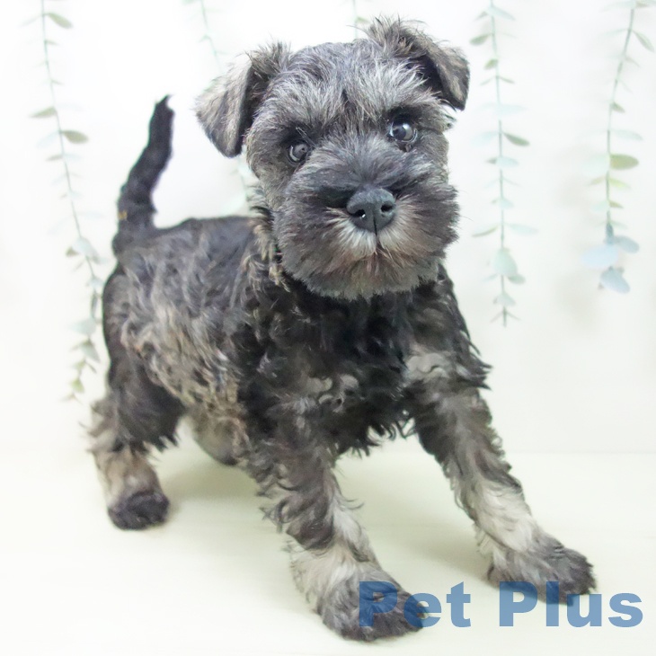 三重県のミニチュアシュナウザー (ペットプラス 東員店/2026年1月2日生まれ/女の子/ソルトペッパー)の子犬の1枚目の画像