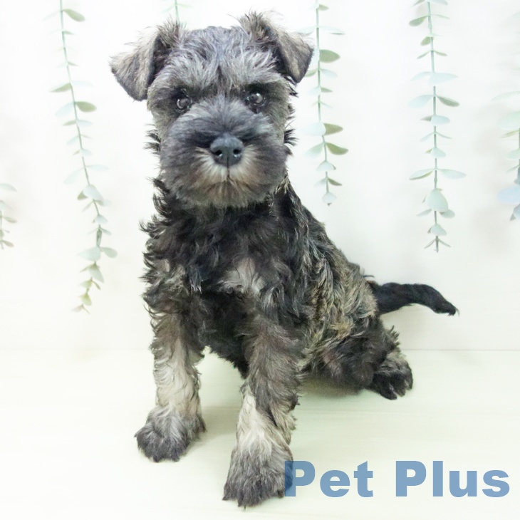 三重県のミニチュアシュナウザー (ペットプラス 東員店/2026年1月2日生まれ/女の子/ソルトペッパー)の子犬の2枚目の画像