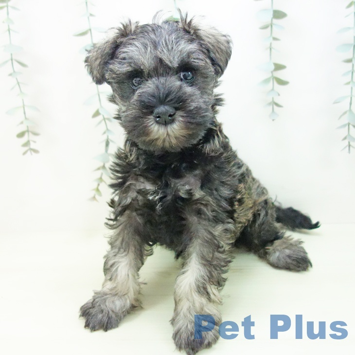 三重県のミニチュアシュナウザー (ペットプラス 鈴鹿店/2026年1月2日生まれ/女の子/ソルトペッパー)の子犬の1枚目の画像