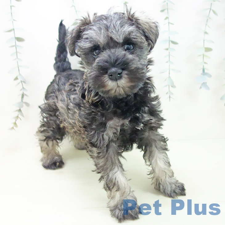 三重県のミニチュアシュナウザー (ペットプラス 鈴鹿店/2026年1月2日生まれ/女の子/ソルトペッパー)の子犬の2枚目の画像