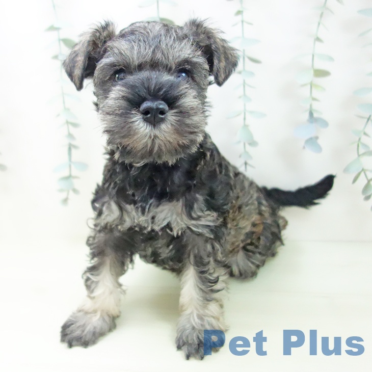 岐阜県のミニチュアシュナウザー (ペットプラス 光ケ丘店/2026年1月2日生まれ/女の子/ソルトペッパー)の子犬の1枚目の画像