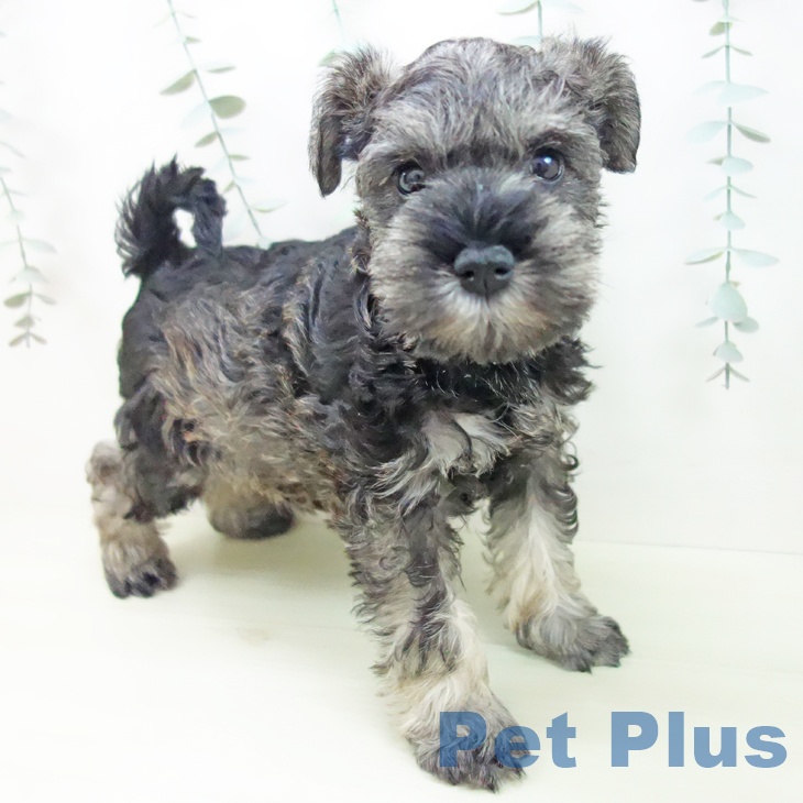 岐阜県のミニチュアシュナウザー (ペットプラス 光ケ丘店/2026年1月2日生まれ/女の子/ソルトペッパー)の子犬の2枚目の画像