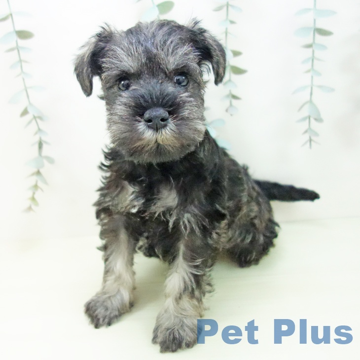 石川県のミニチュアシュナウザー (ペットプラス 白山店/2026年1月2日生まれ/女の子/ソルトペッパー)の子犬の1枚目の画像