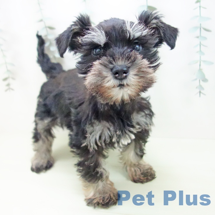 岐阜県のミニチュアシュナウザー (ペットプラス 各務原店/2026年1月2日生まれ/女の子/ブラックシルバー)の子犬の1枚目の画像
