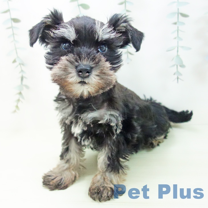 岐阜県のミニチュアシュナウザー (ペットプラス 各務原店/2026年1月2日生まれ/女の子/ブラックシルバー)の子犬の2枚目の画像