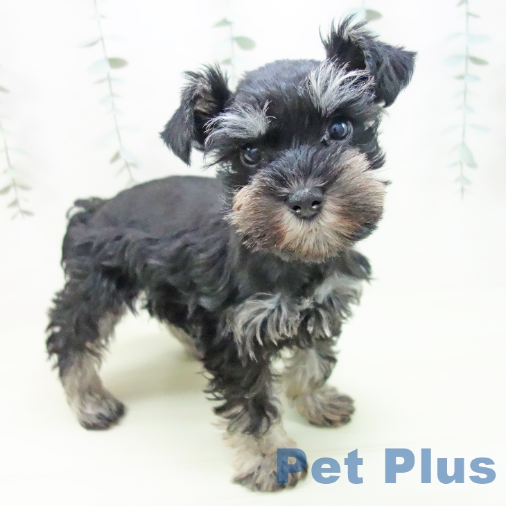 ミニチュア・シュナウザー