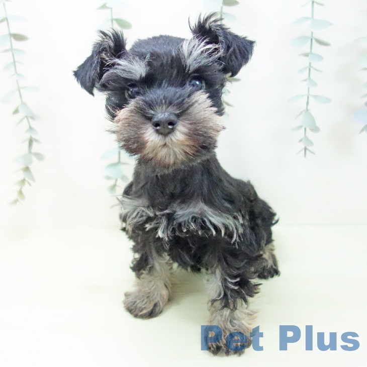 ミニチュア・シュナウザー