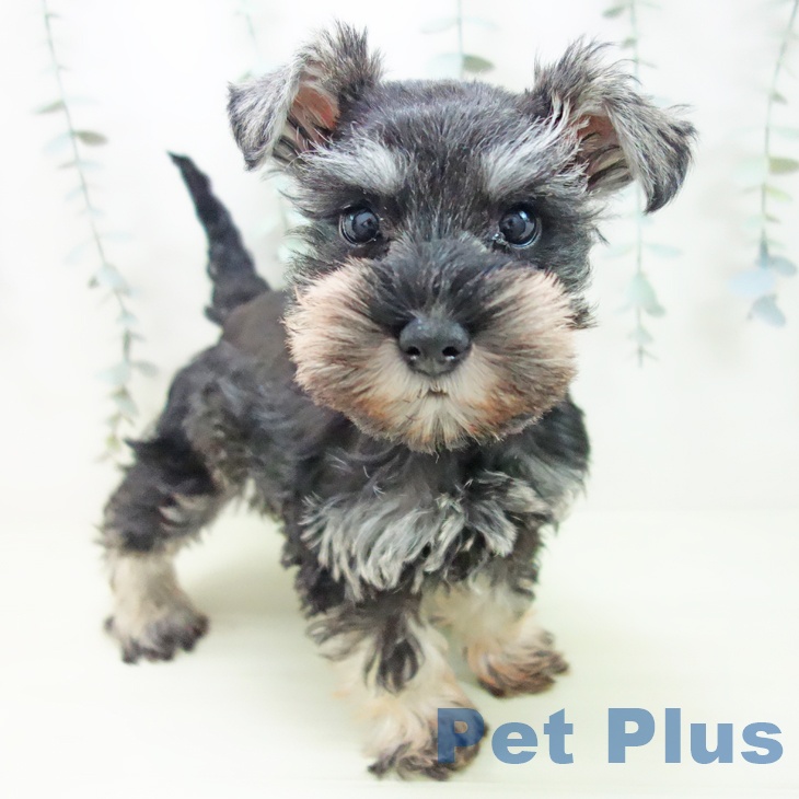 愛知県のミニチュアシュナウザー (ペットプラス 則武新町店/2026年1月2日生まれ/女の子/ソルトペッパー)の子犬の1枚目の画像