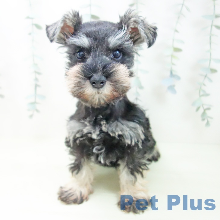 愛知県のミニチュアシュナウザー (ペットプラス 則武新町店/2026年1月2日生まれ/女の子/ソルトペッパー)の子犬の2枚目の画像