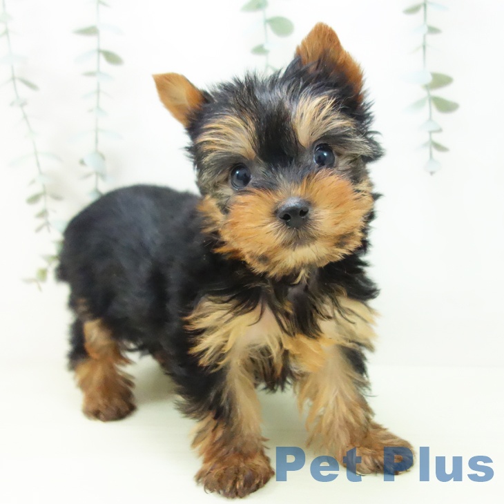 ヨークシャー・テリアの写真2