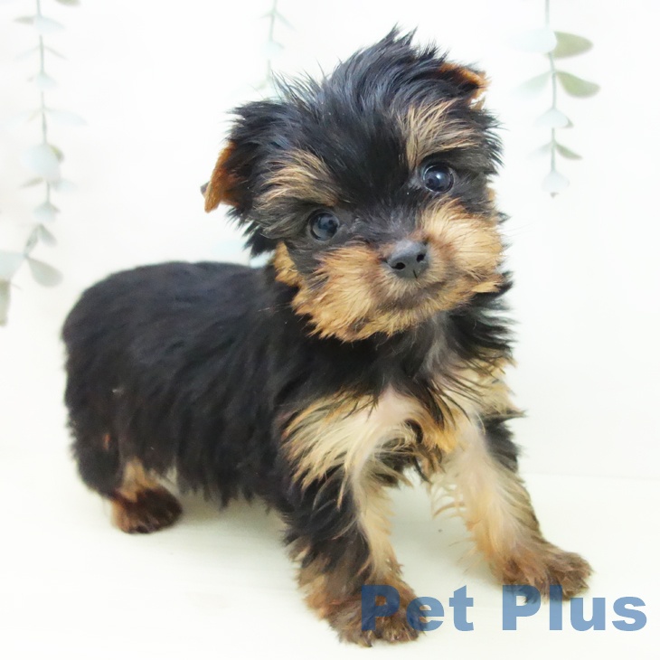 ヨークシャー・テリア