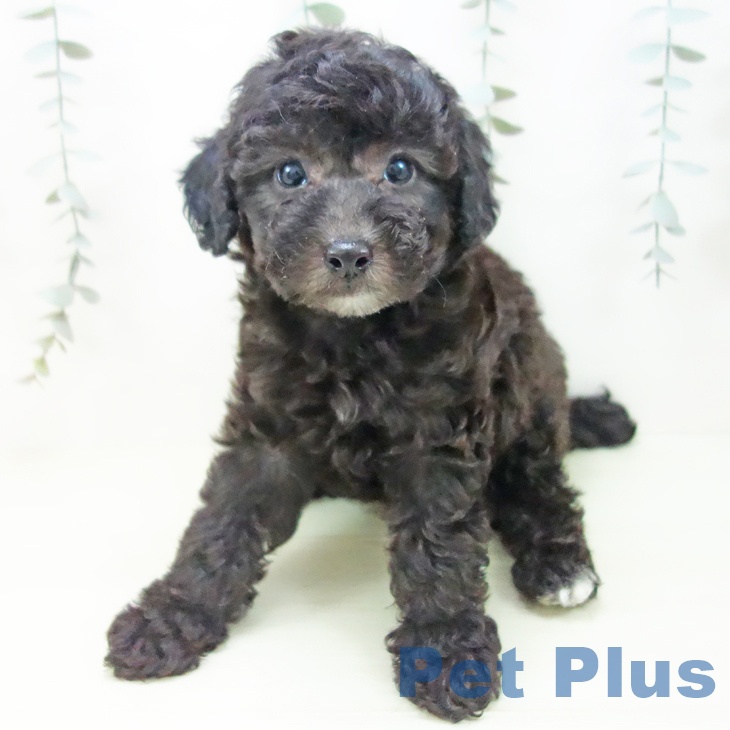 トイ・プードル