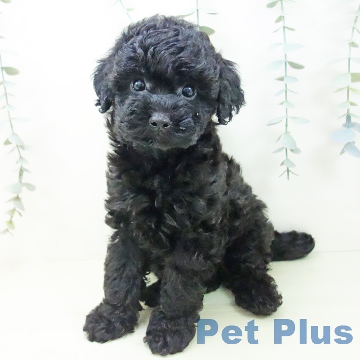 トイ・プードル