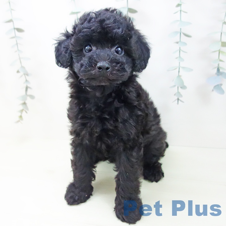 トイ・プードル