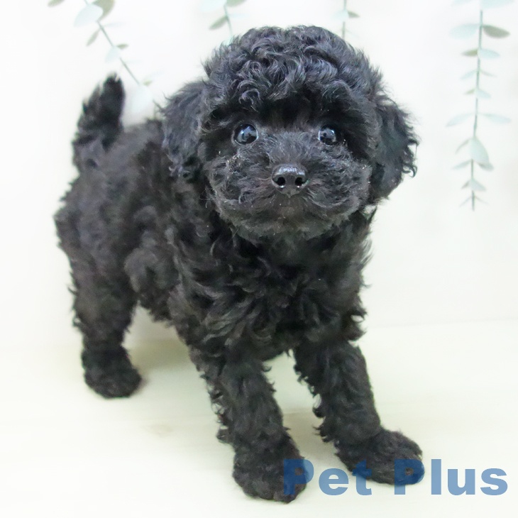 トイ・プードル