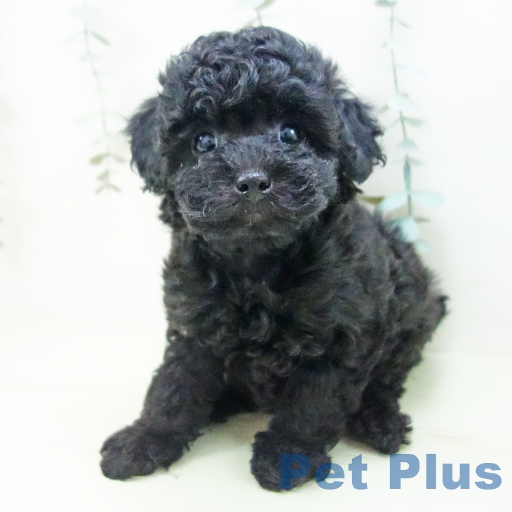 トイ・プードルの写真2