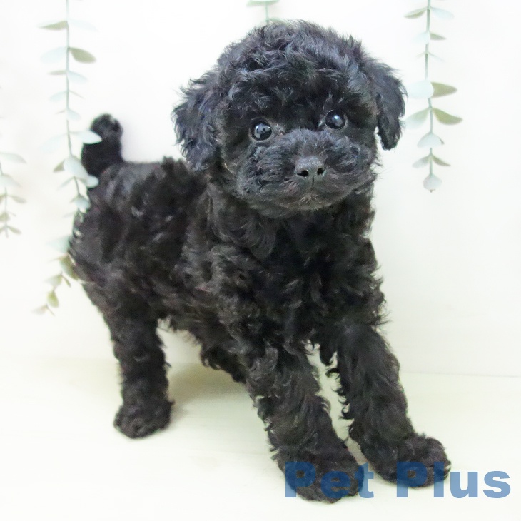愛知県のトイプードル(トイ) (ペットプラス 岡崎店/2025年12月30日生まれ/女の子/ブラック)の子犬の1枚目の画像