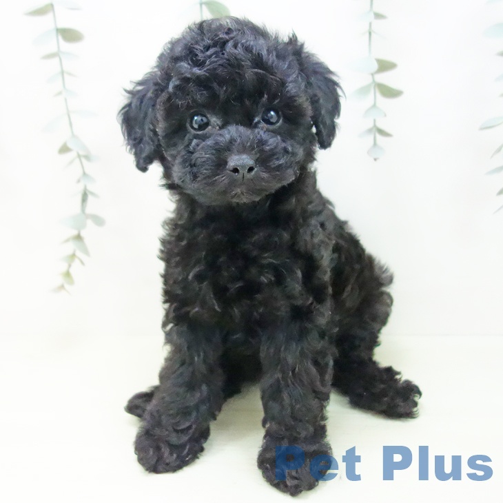 愛知県のトイプードル(トイ) (ペットプラス 岡崎店/2025年12月30日生まれ/女の子/ブラック)の子犬の2枚目の画像