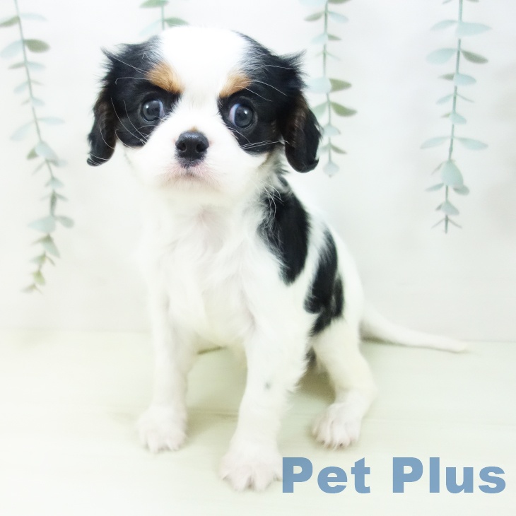 キャバリア・キングチャールズ・スパニエルの写真2