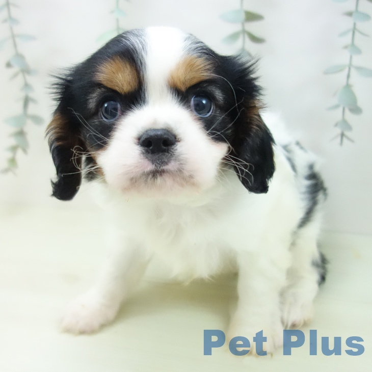 キャバリア・キングチャールズ・スパニエルの写真2