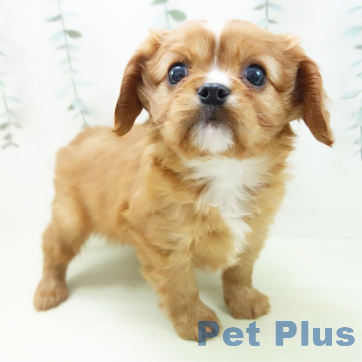 キャバリア・キングチャールズ・スパニエル