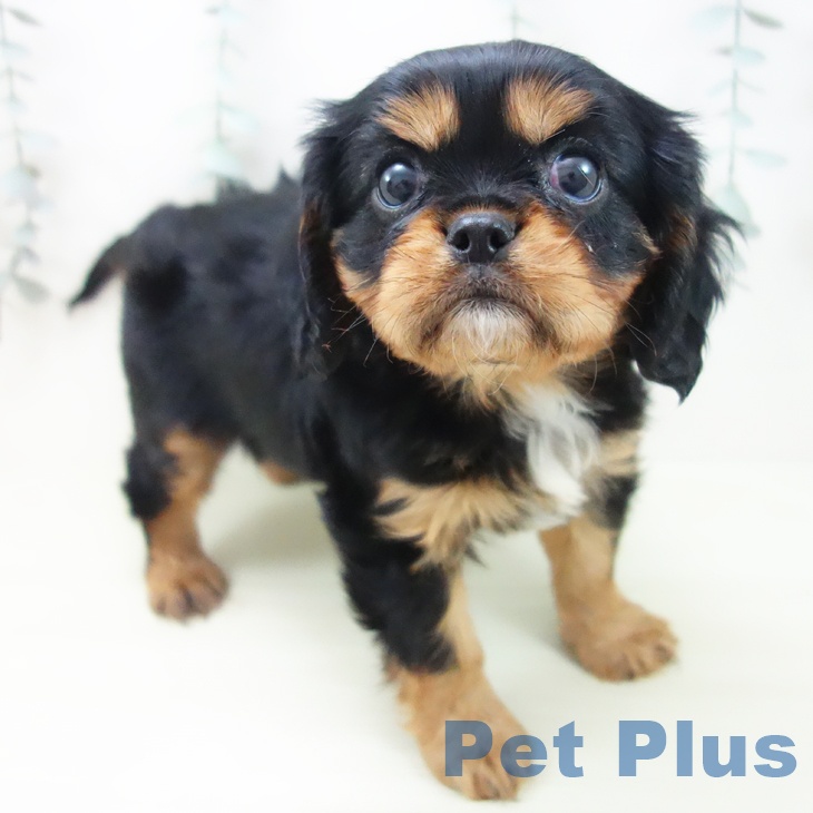 キャバリア・キングチャールズ・スパニエル