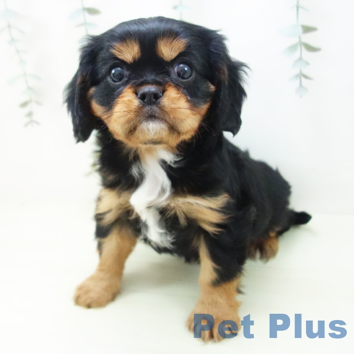 キャバリア・キングチャールズ・スパニエルの写真2