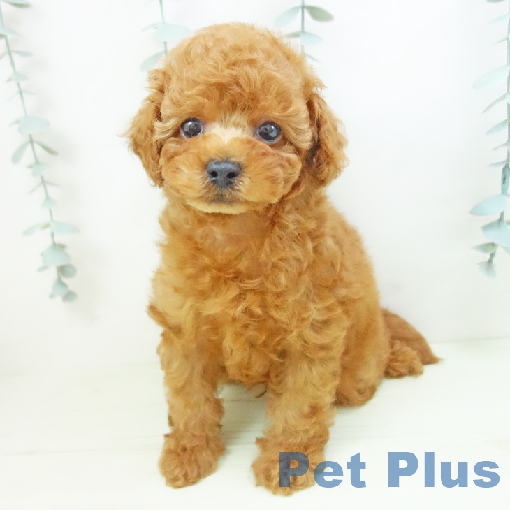 トイ・プードル