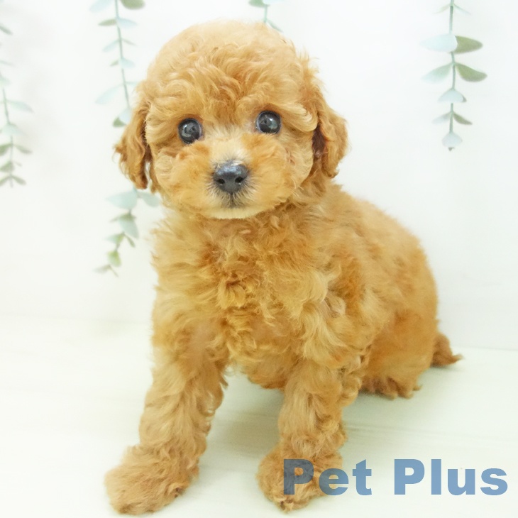 トイ・プードル