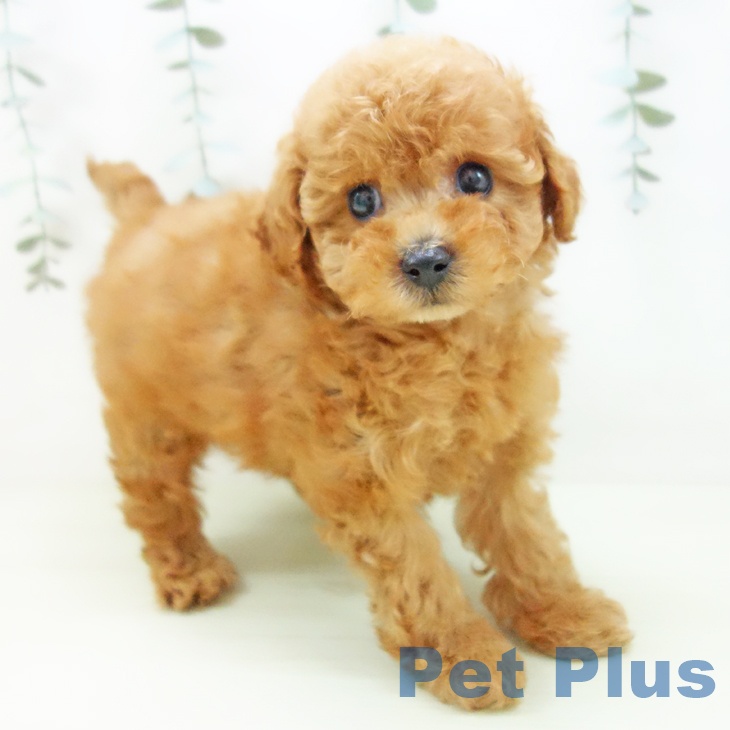 トイ・プードルの写真2