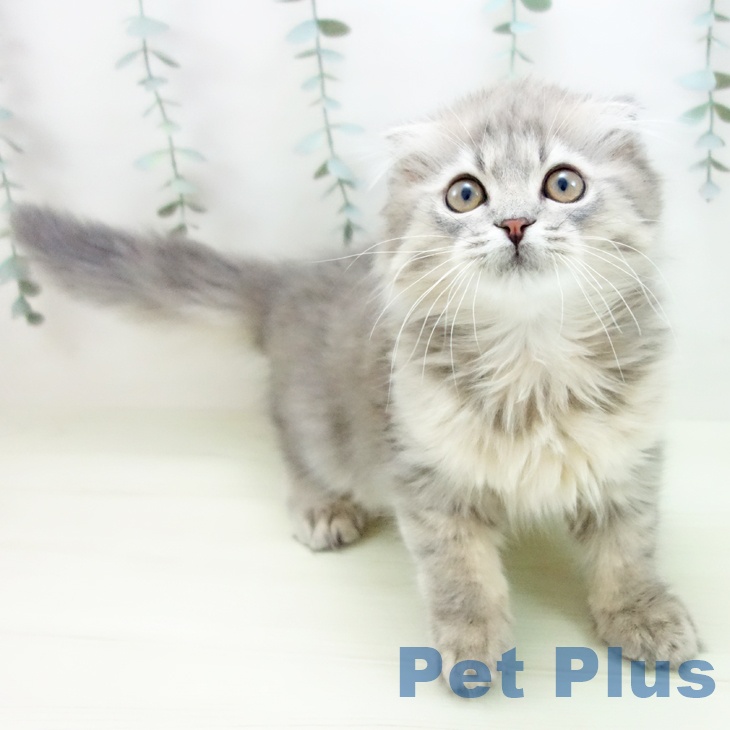 沖縄県のスコティッシュフォールド (ペットプラス 沖縄ライカム店/2025年12月15日生まれ/男の子/ブルータビー)の子猫