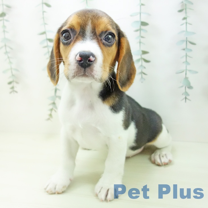 ビーグルの写真2