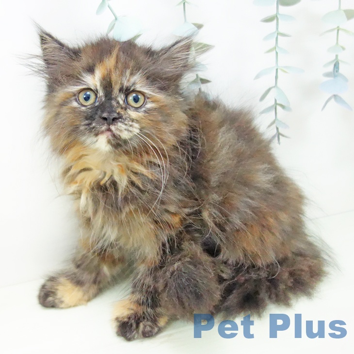 マンチカンの写真2