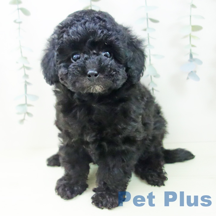 トイ・プードルの写真2