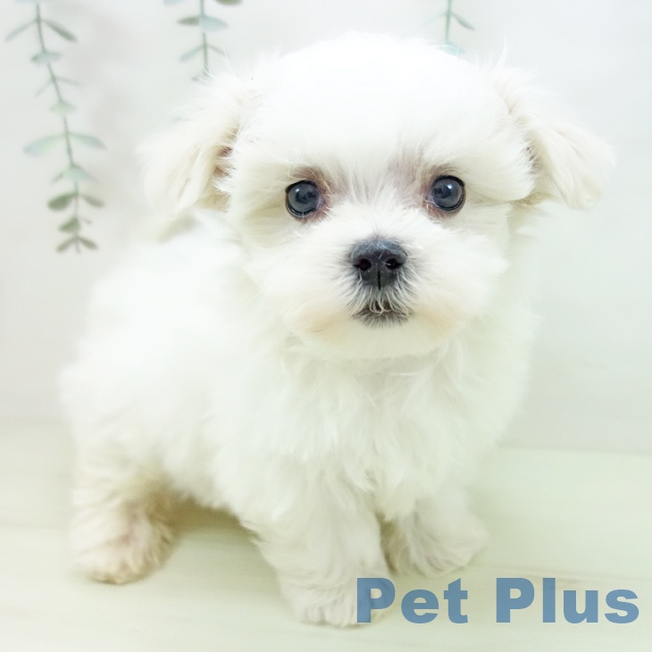 三重県のマルチーズ (ペットプラス 津南店/2026年1月4日生まれ/男の子/ホワイト)の子犬の1枚目の画像