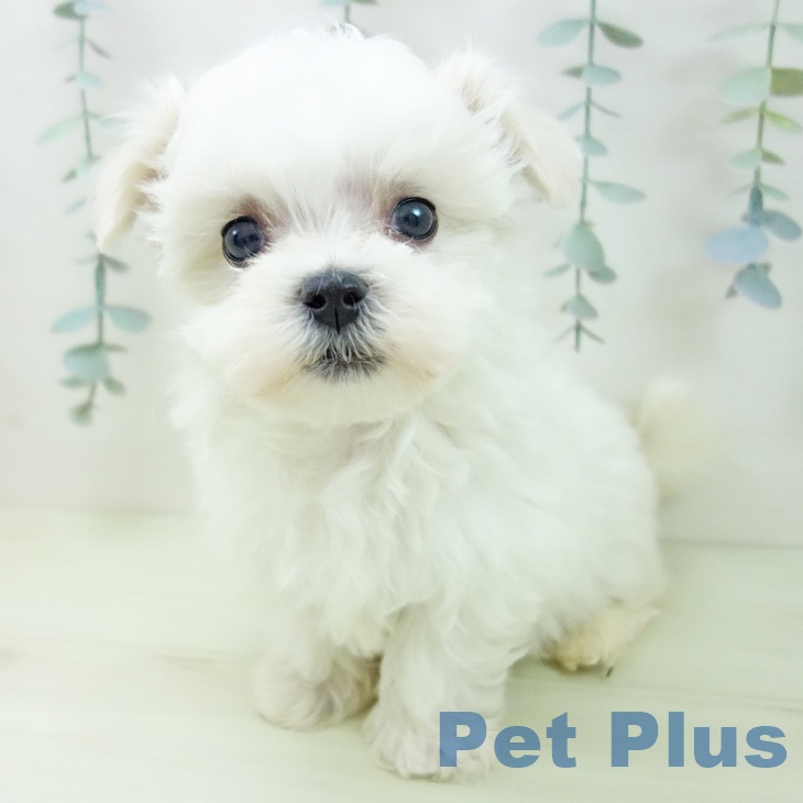 三重県のマルチーズ (ペットプラス 津南店/2026年1月4日生まれ/男の子/ホワイト)の子犬の2枚目の画像