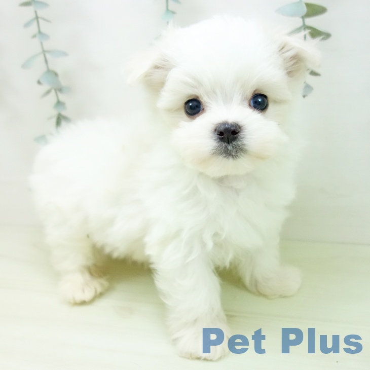 愛知県のマルチーズ (ペットプラス 名古屋茶屋店/2026年1月4日生まれ/男の子/ホワイト)の子犬の1枚目の画像