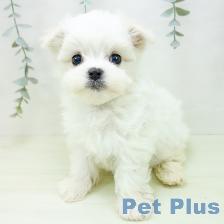 愛知県のマルチーズ (ペットプラス 名古屋茶屋店/2026年1月4日生まれ/男の子/ホワイト)の子犬の2枚目の画像