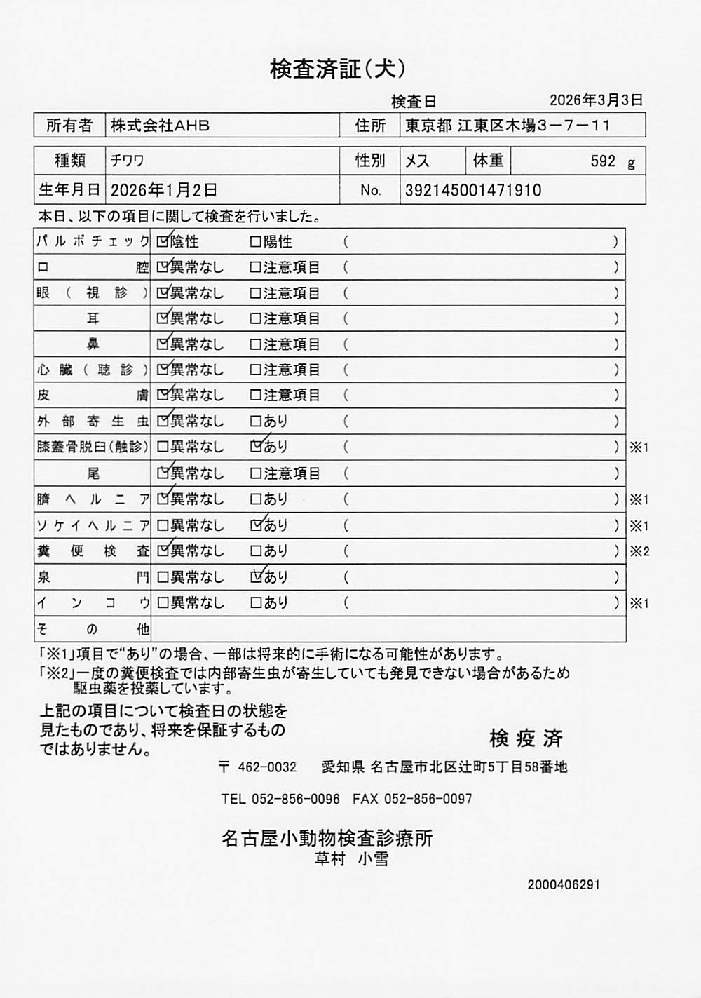 チワワ