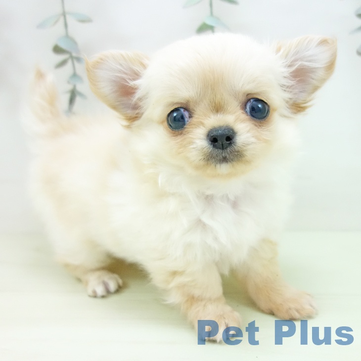 愛知県のチワワ(ロング) (ペットプラス ナゴヤドーム前店/2026年1月2日生まれ/女の子/クリーム)の子犬の1枚目の画像