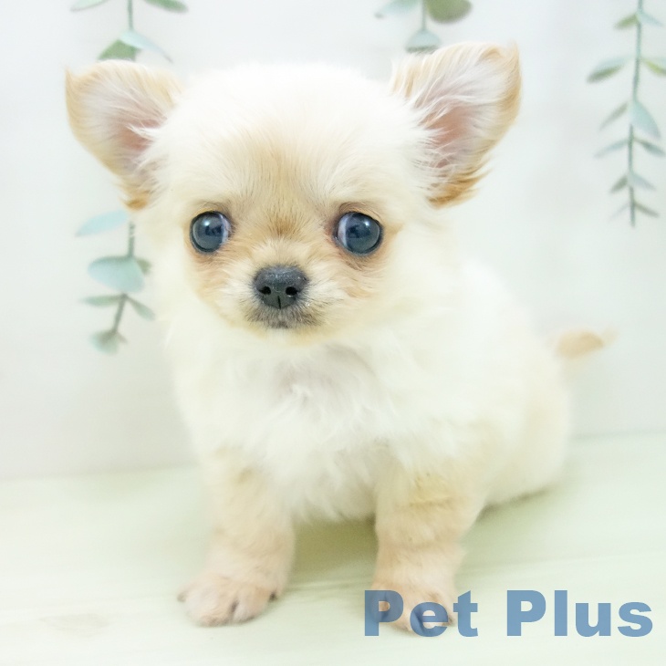 愛知県のチワワ(ロング) (ペットプラス ナゴヤドーム前店/2026年1月2日生まれ/女の子/クリーム)の子犬の2枚目の画像