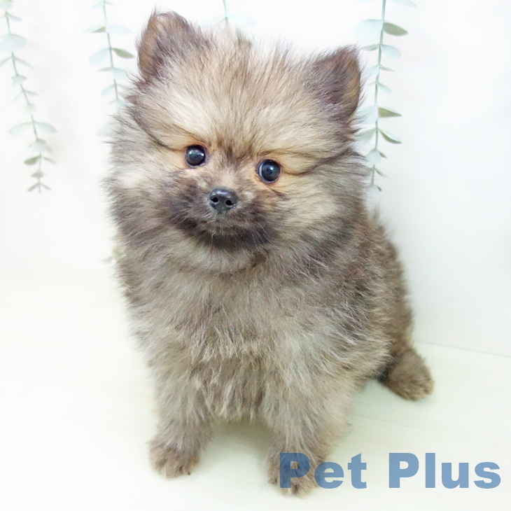 ポメラニアンの写真2