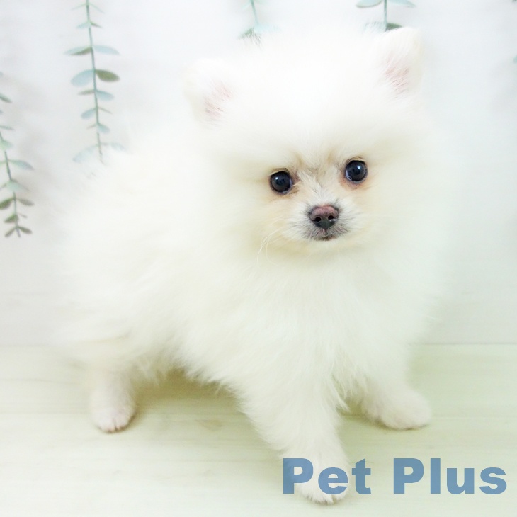 ポメラニアンの写真2