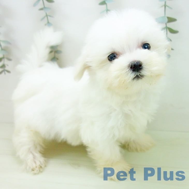 マルチーズの写真2