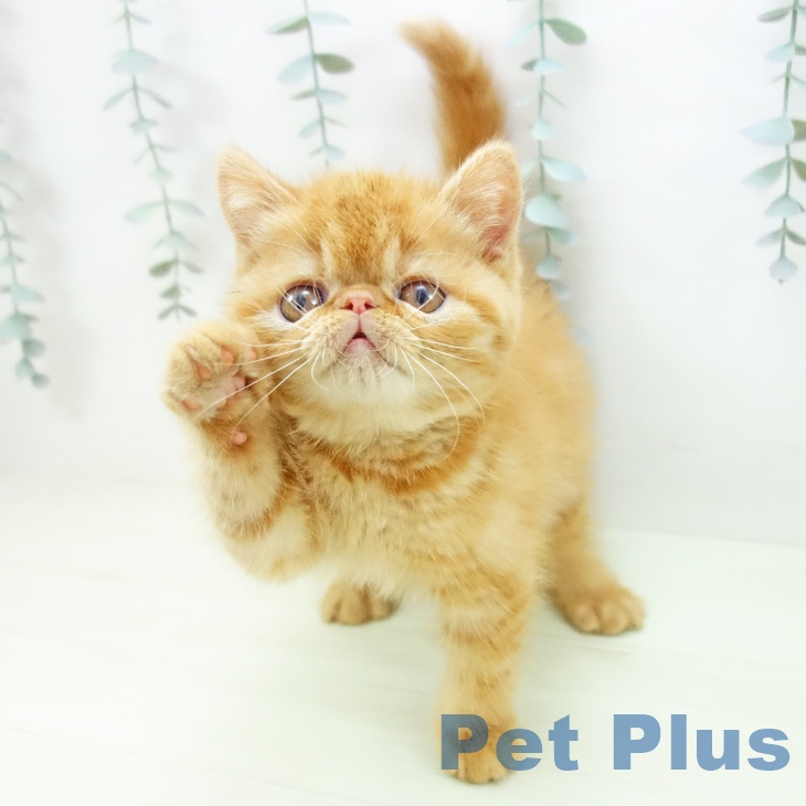 エキゾチックの写真2