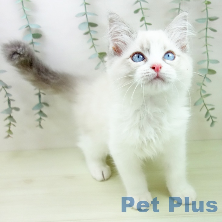 三重県のラグドール (ペットプラス 鈴鹿店/2025年12月10日生まれ/男の子/ブルーポイントバイカラー)の子猫の1枚目の画像