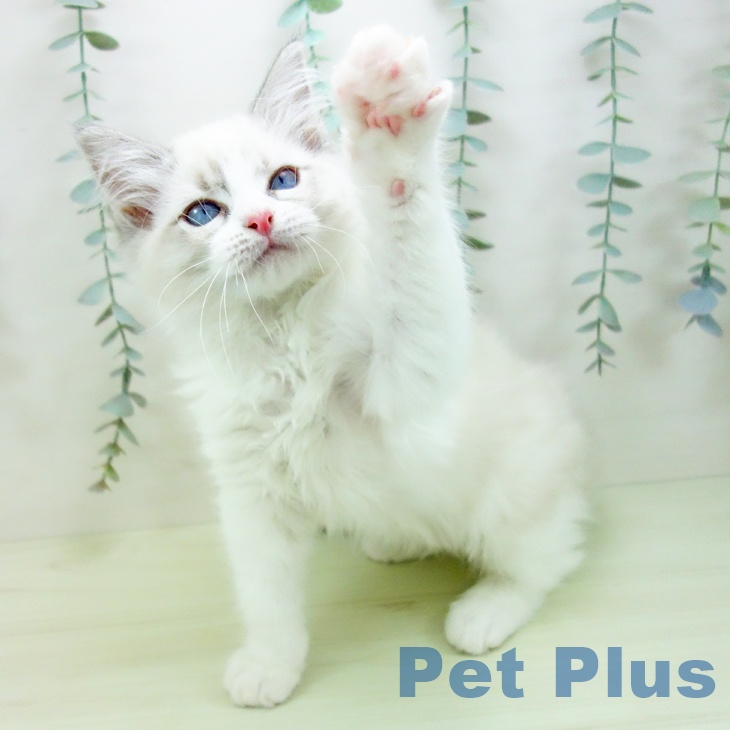 三重県のラグドール (ペットプラス 鈴鹿店/2025年12月10日生まれ/男の子/ブルーポイントバイカラー)の子猫の2枚目の画像