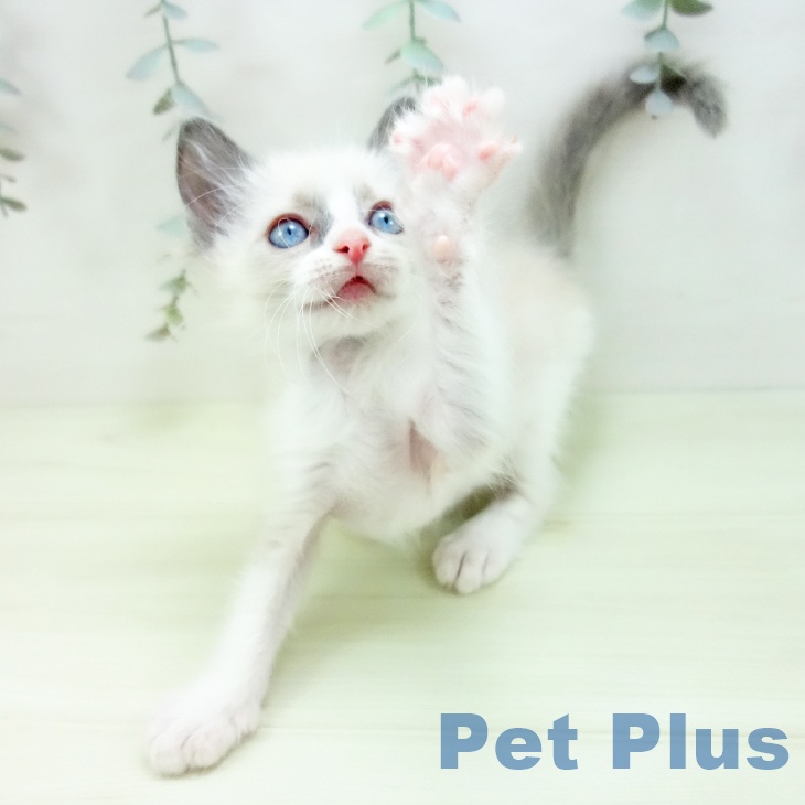 ラグドールの写真2